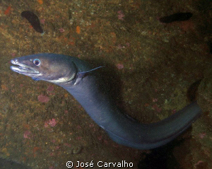 Sesimbra, Portugal - Huge conger showing off... by José Carvalho 